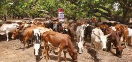 Muslim Hands donates 124 bulls worth over D4M to needy Muslims