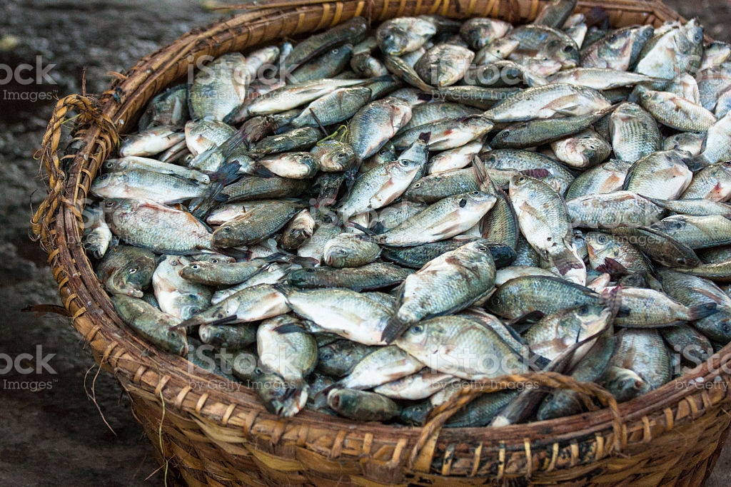 Rising fish price causes high demand in chicken