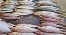 Over 43 Senegambian stakeholders meet on sole tongue fisheries