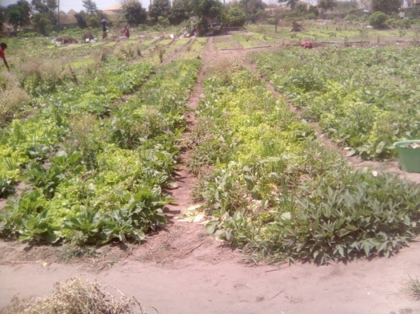 How Covid-19 hampers women gardeners’ financial gains within WCR