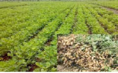 Stakeholders anticipate bumper harvest   ahead of g/nut season