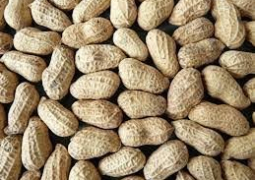 groundnut 1