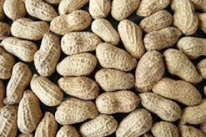 groundnut 1