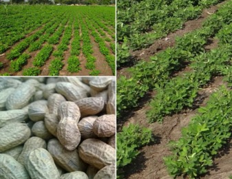 Gambia’s groundnut trade value depreciates due to aflatoxin