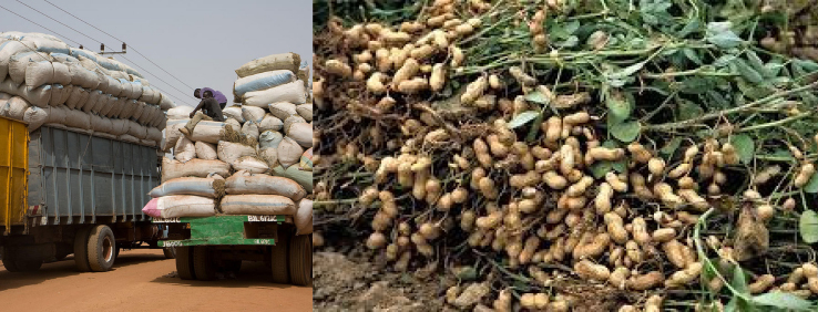 CRR farmers selling groundnut to local dealers - The Point