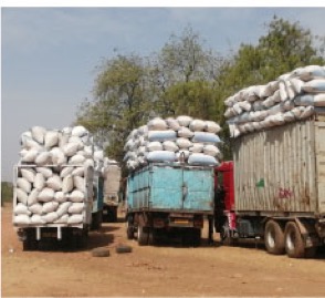Le gouvernement procèdera à l’acquisition des stocks d’arachide pour 38 000 dalasis par tonne