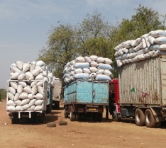 Senegal pegs new price of groundnut at D29, 120 per tonne