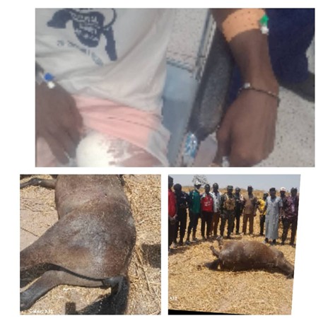 Gambian man reportedly wounded, horse shot dead by Senegalese officer  