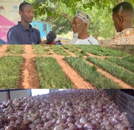 UNIDO storage out to improve women’s horticultural production