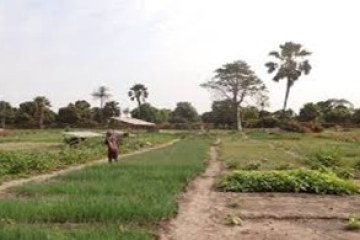 Youth make impressive strides in reshaping Gambia's economic landscape