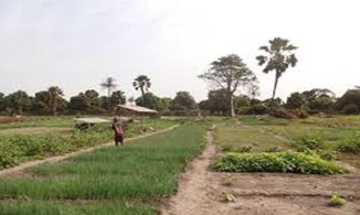 Youth make impressive strides in reshaping Gambia's economic landscape