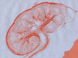 Study reveals prevalent of acute kidney diseases among children