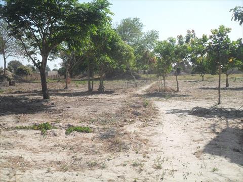Sillah Kunda Family renews ownership of land at Yarambamba