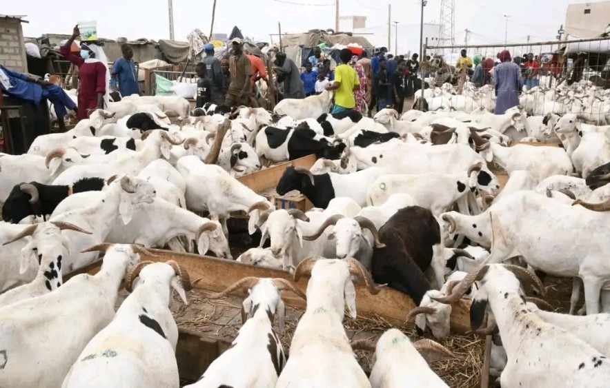 Mauritanian sheep vendor loses 25M CFA to thieves in Senegal