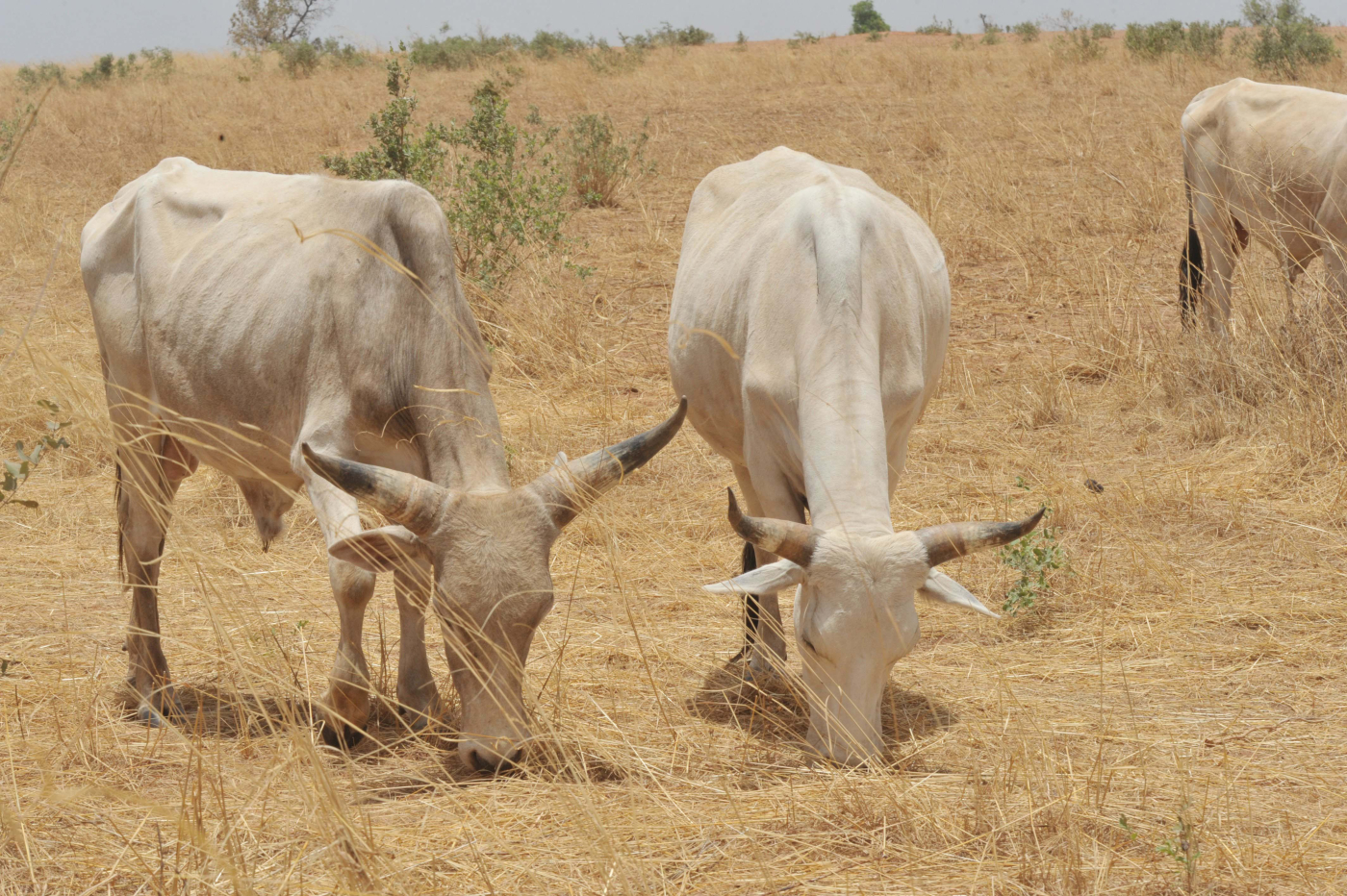FAO builds market information system and website for GLMA