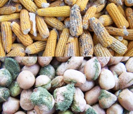 Trade depreciation: Minister Sabally speaks on aflatoxin