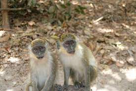 GEA assures new state-of-the-art Embassy will not affect Monkey Park