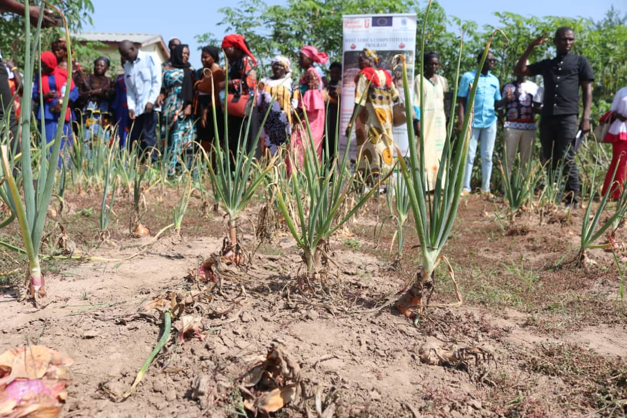 UP visits wet season onion production sites in LRR, CRR