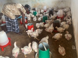 Access to income, protein in rural Gambia grows