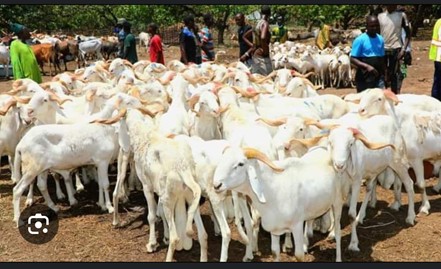 Ram prices surge ahead of Tobaski as dalasi slides