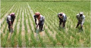 Gambian Youth in Agriculture: Shifting from Manual Labour to Tech-driven Career