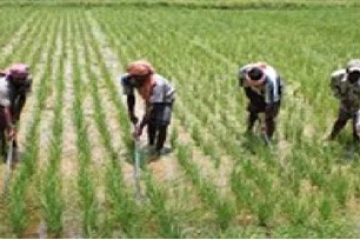Gambian Youth in Agriculture: Shifting from Manual Labour to Tech-driven Career