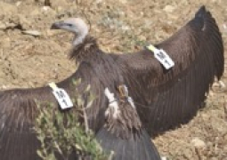 ruppell vulture