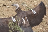 “5 Moroccan ruppell vultures” found in Gambian village