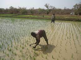 Investing in rural youth in Gambia
