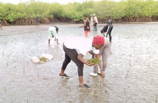 Sand mining at Denton Bridge affects 5000 mangroves