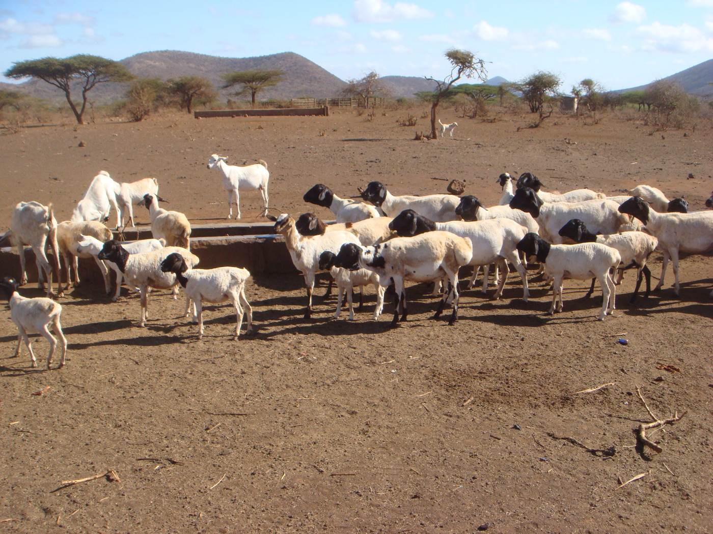 Man in trouble for being in possession of over 40 suspected stolen sheep