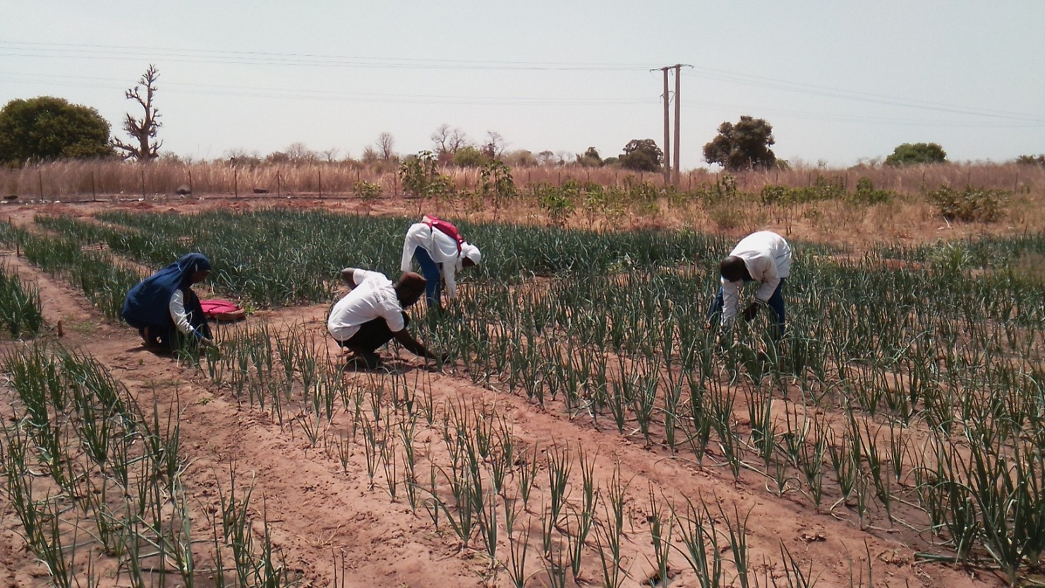 Teacher transforms school gardens into pathway for youth agripreneur