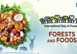 the International Day of Forests