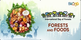 FAO calls for action to protect trees in observance of Int’l Day of Forest
