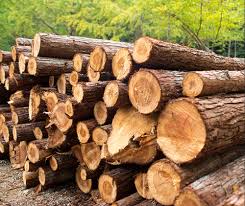 Gov’t permanently revokes all timber export permits with new regulations