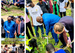 tree planting exercise