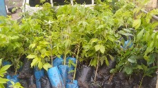 Sannehmentereng Development Association embark on tree planting