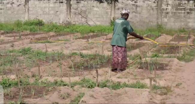 Covid-19 impact: Women gardeners in WCR seek help as millions lost