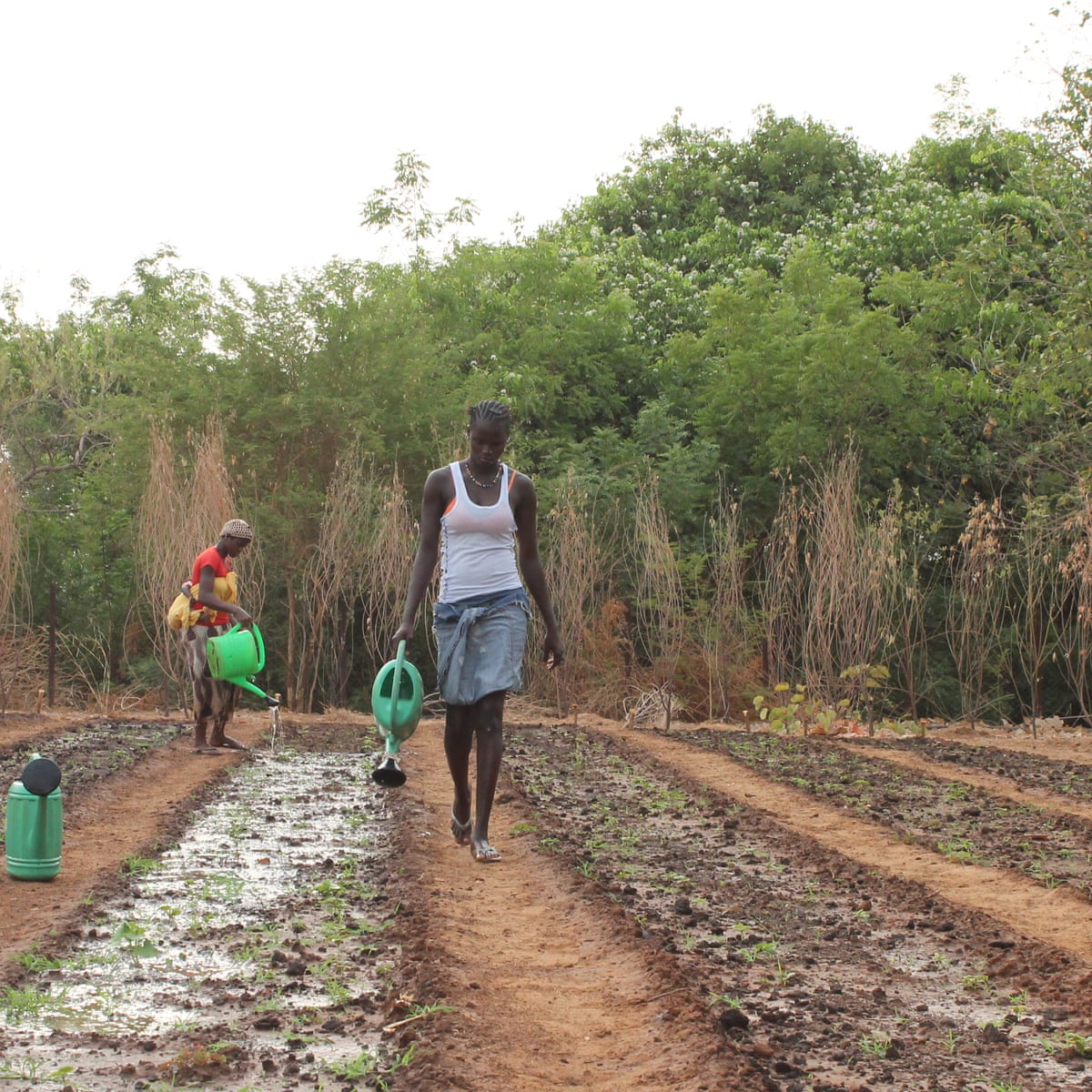 Gambia: Young people in agriculture