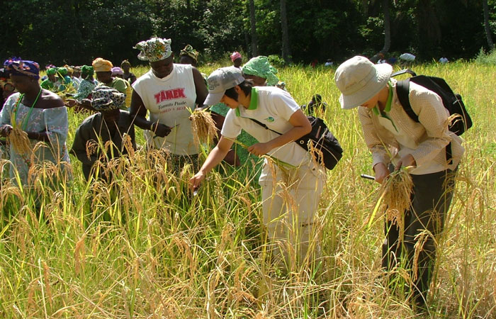 Taiwanese Technical Mission Officials Descend on President Jammeh's Rice Field