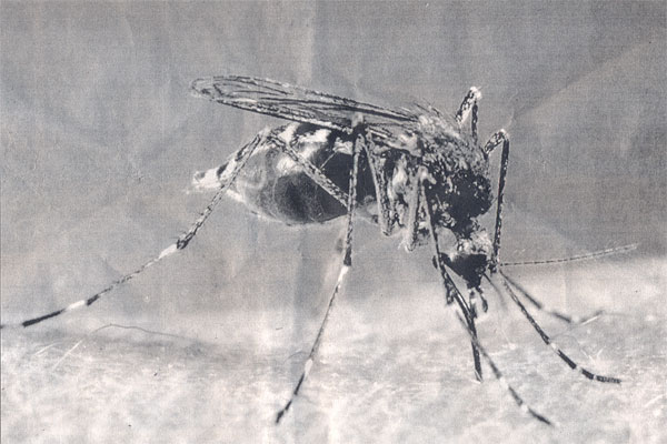 NMCP to Embark on House Spraying in Foni