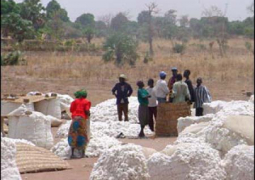 cotton producers
