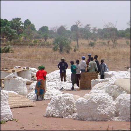 Association of African Cotton producers meet in Banjul
