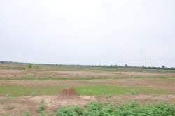 Forestry Director expresses concern over deforestation