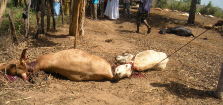 Turkish Foundation offers 125 bulls to Gambian Muslims
