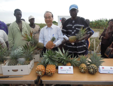 Pineapple harvest in Banjulinding