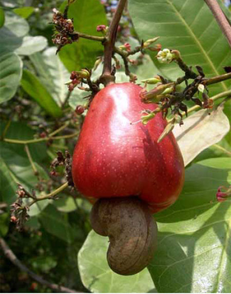 Cashew pre-marketing season consultative forum underway