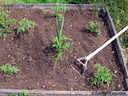 Agricultural Spectrum - Bakau Women’s Horticultural Garden: women lament constraints confronting gardening