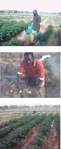 Gambia’s soil offers new opportunities