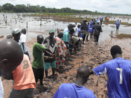 Mangroves restoration gains momentum in West Coast Region